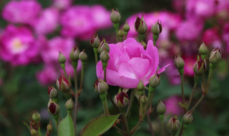 Polverina bianca sulle rose: come curarle