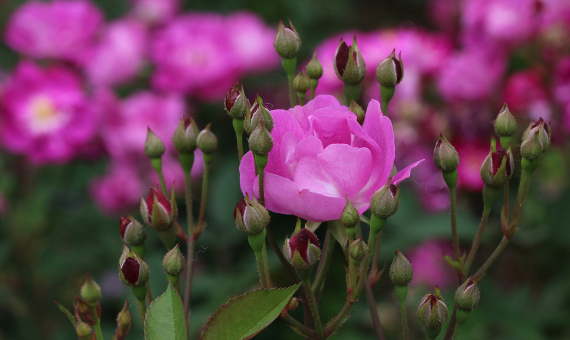 funghi rose