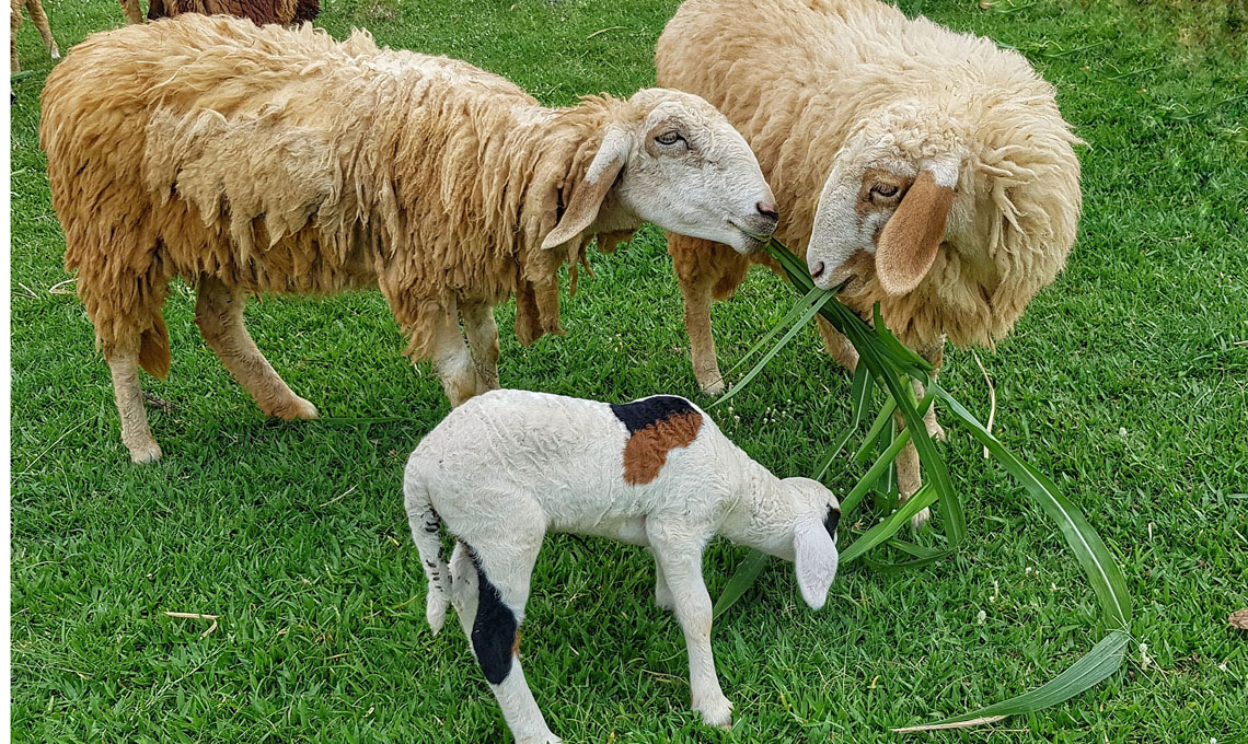 animali tosaerba