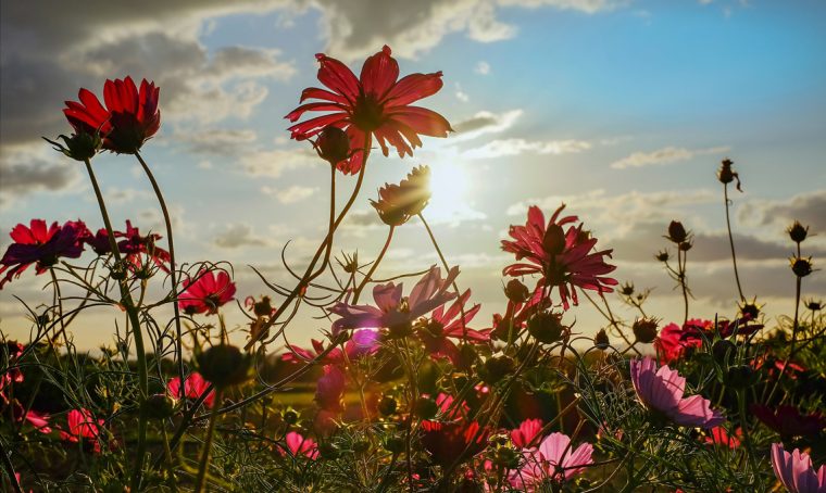 Solstizio d’estate negli Orti Botanici della Lombardia