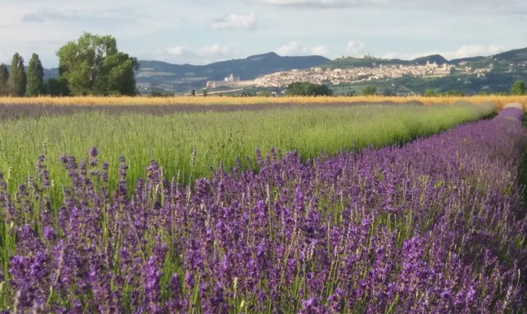 A giugno e luglio 2018 torna la 9ª edizione della Festa della Lavanda ad Assisi