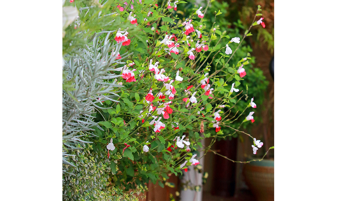 salvia fioritura