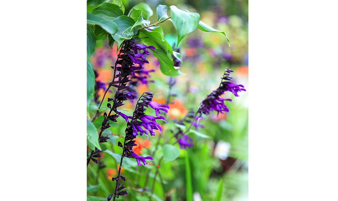 salvia fioritura