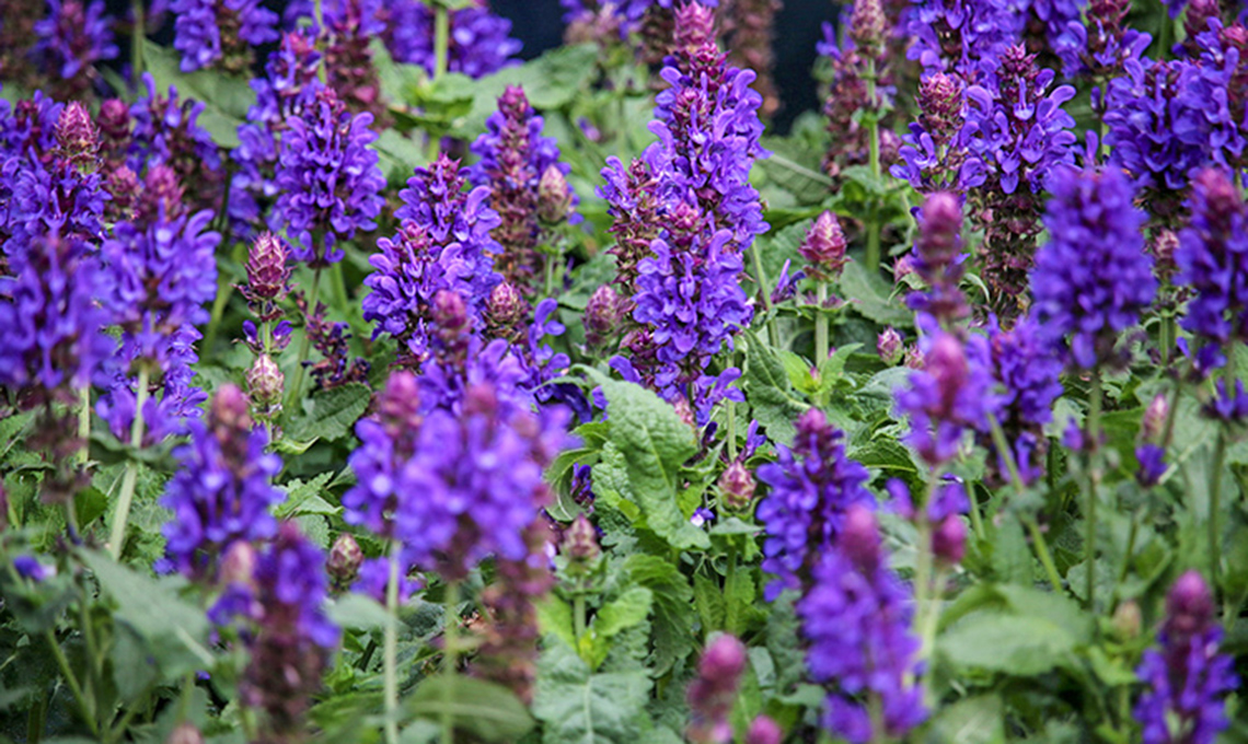 salvia fioritura