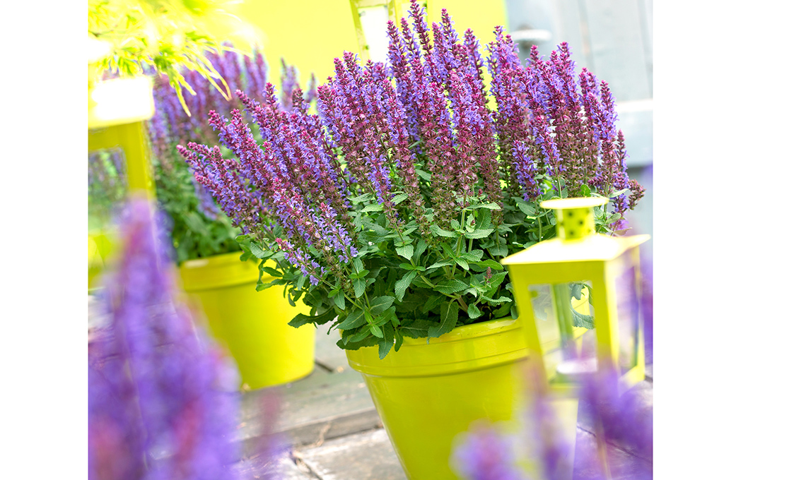 salvia fioritura