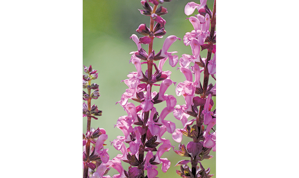 salvia fioritura