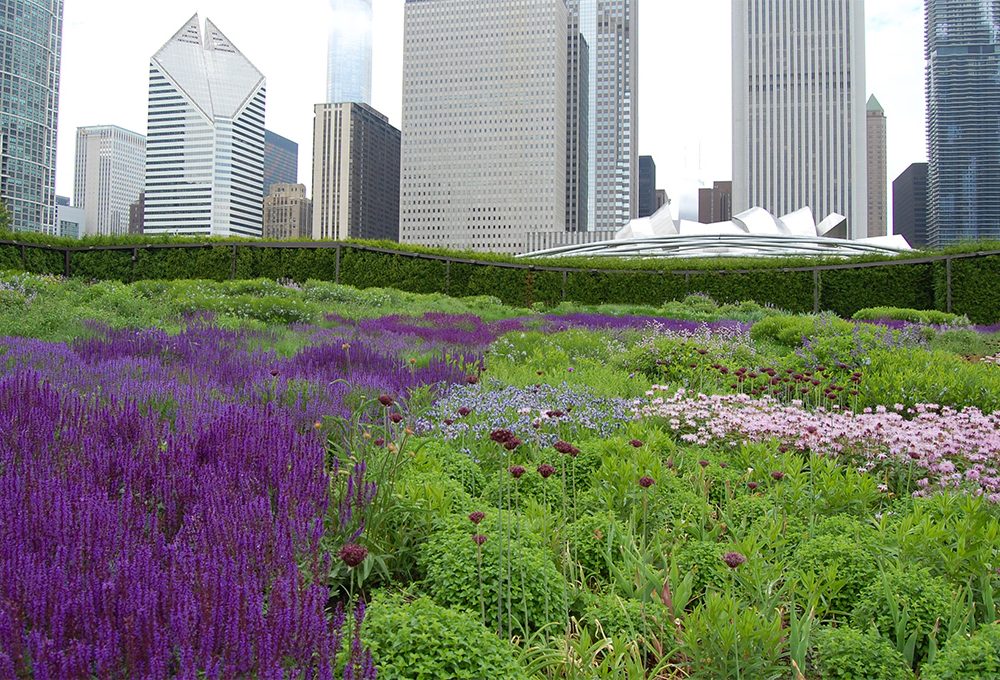Salvia: le varietà da fiore per decorare balconi e giardini