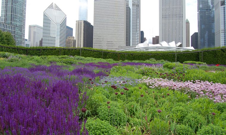 Salvia: le varietà da fiore per decorare balconi e giardini