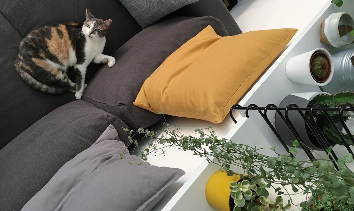 CasaFacile MCima gatto e piante appese
