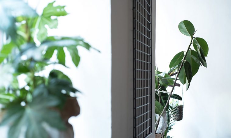 5 errori che quasi tutti fanno con le piante da interno