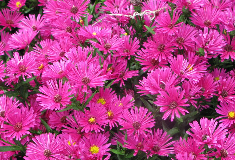 In Piemonte alla scoperta dell’Aster settembrino