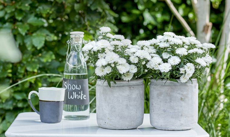5 cose da saper sugli Aster
