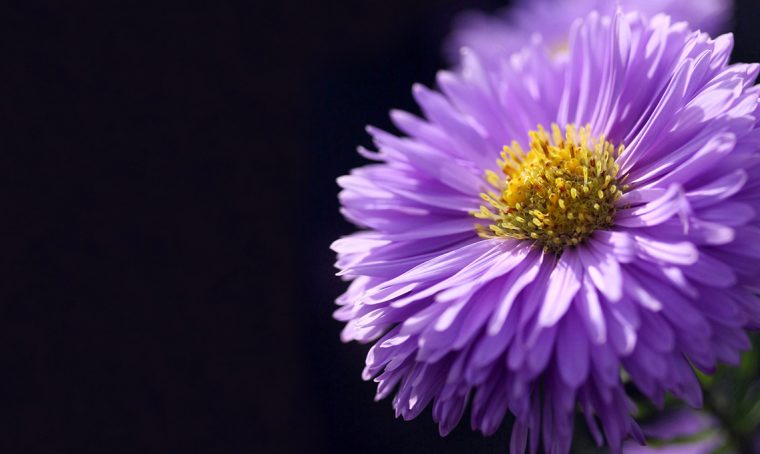 Gli Aster colorano i balconi alla fine dell’estate