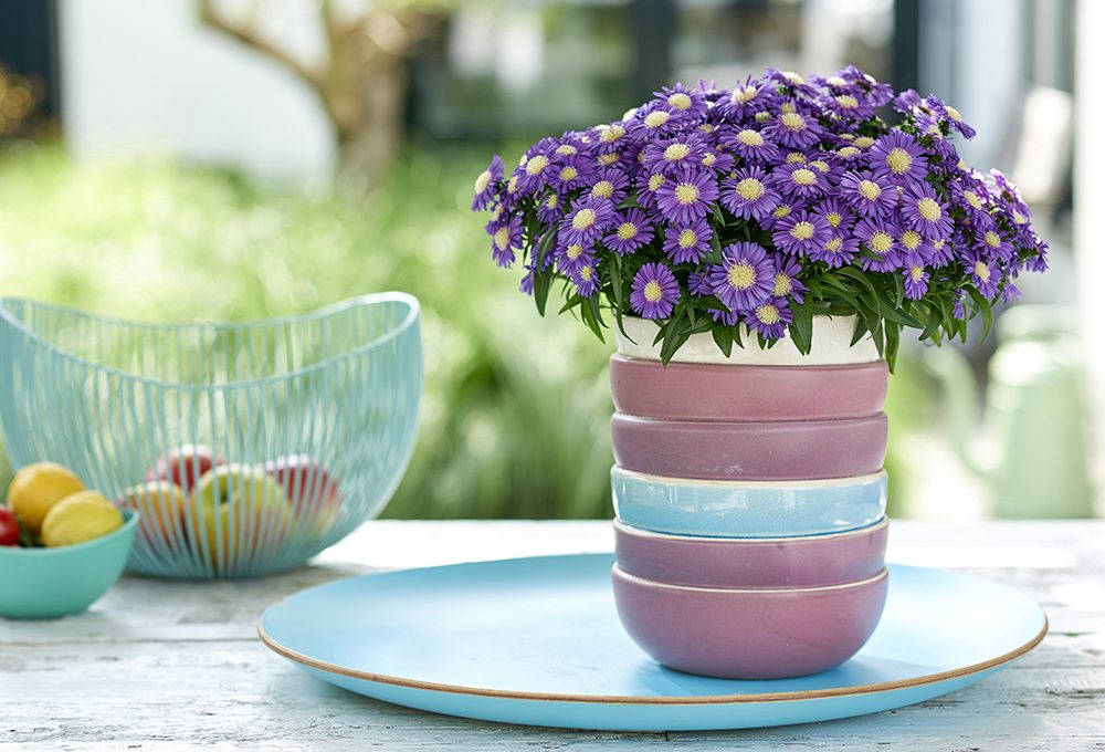 I vasi giusti per coltivare gli Aster