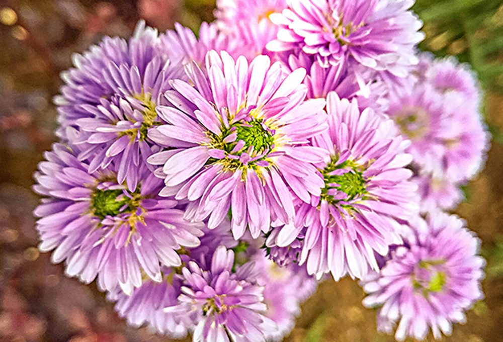Aster: il fascino dei settembrini