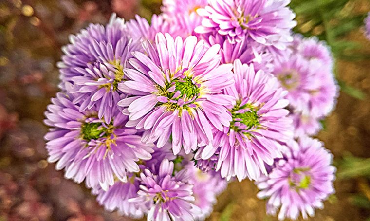Aster: il fascino dei settembrini