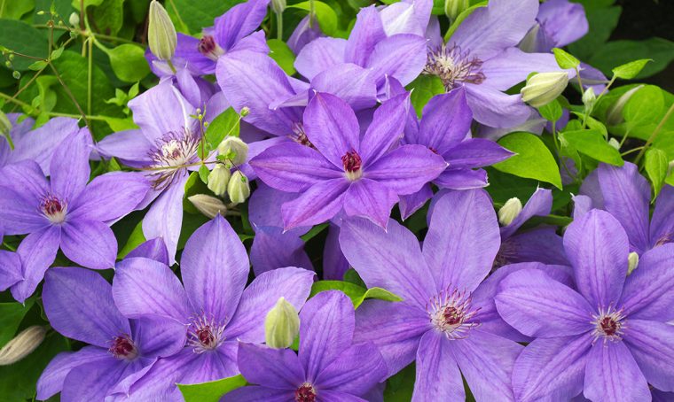 Come coltivare la Clematis