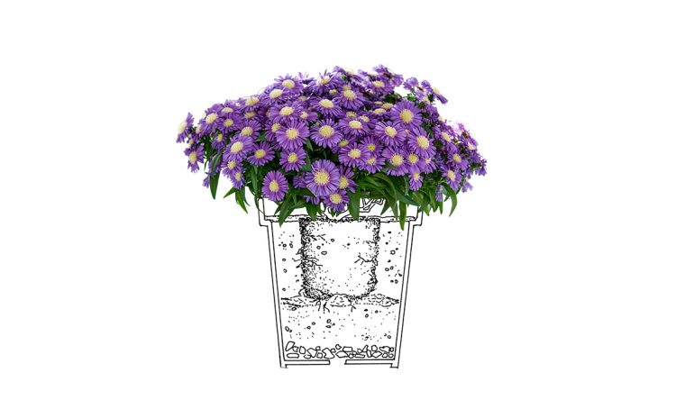 I consigli per coltivare al meglio gli Aster