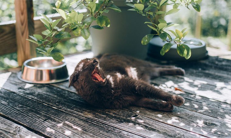 10 piante che non sono tossiche per i tuoi gatti