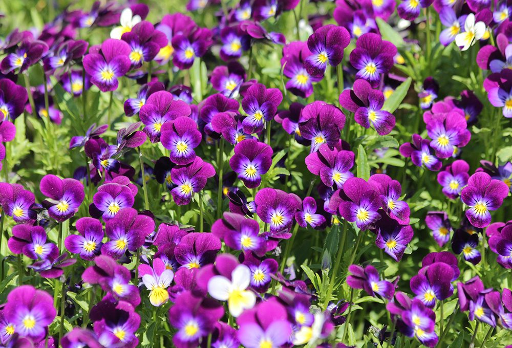 100 sfumature di viole