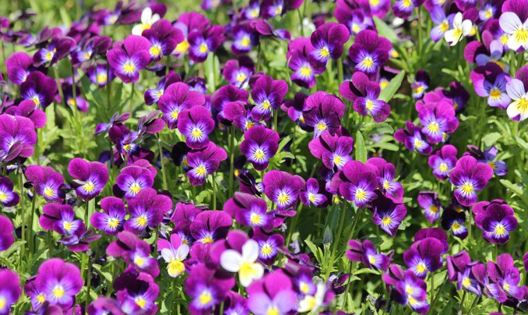 100 sfumature di viole