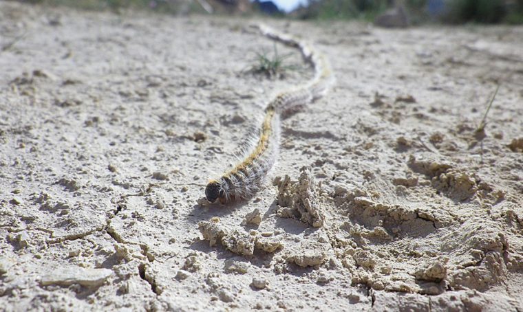Impara a riconoscere e debellare la processionaria del pino