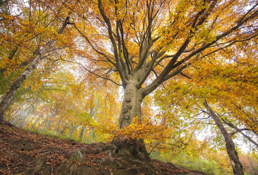 All’Oasi Zegna va in scena il foliage