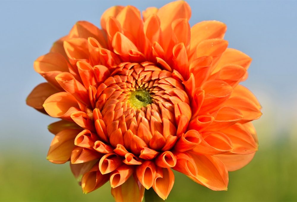 Fiori arancioni