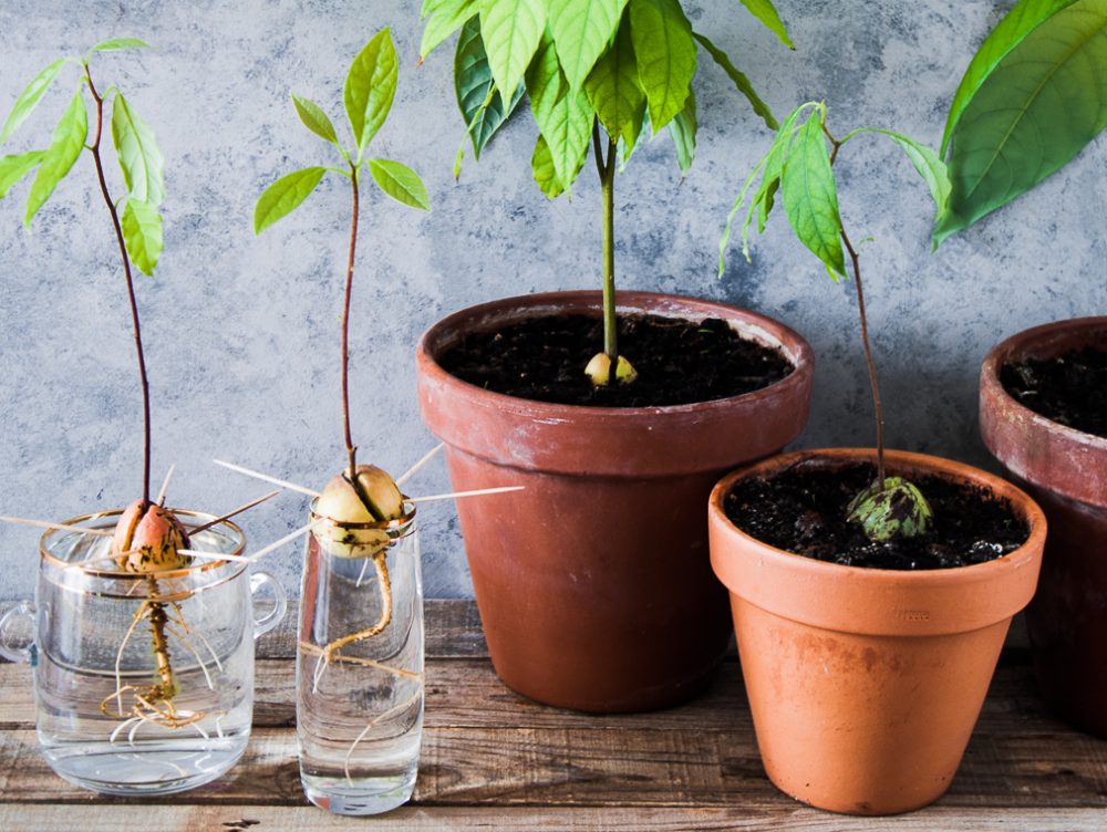 Come far germinare il seme di avocado