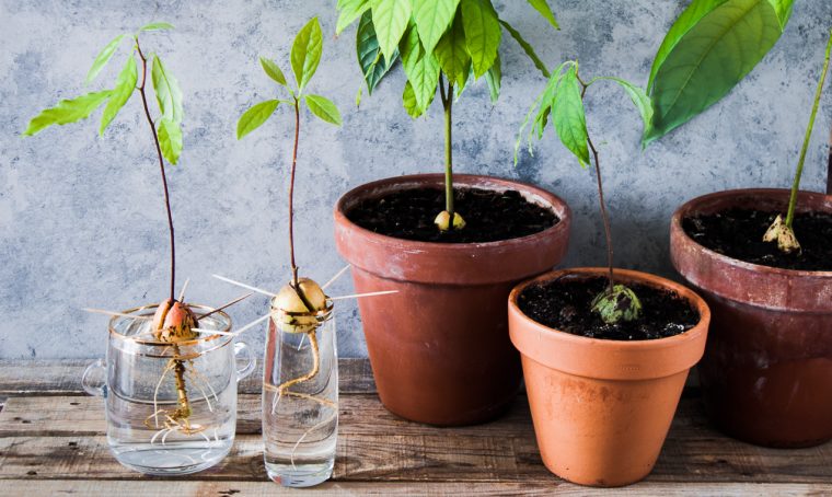 Come far germinare il seme di avocado
