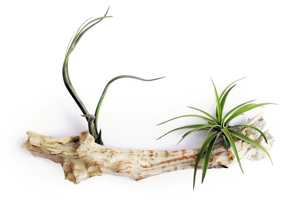 3 ottimi motivi per avere una ‘air plant’ sul tuo comodino