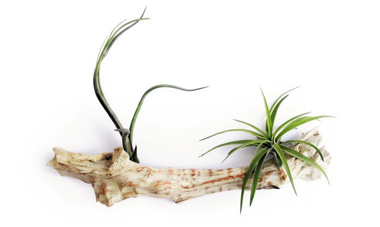 3 ottimi motivi per avere una ‘air plant’ sul tuo comodino