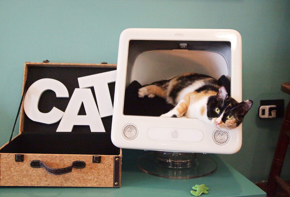 Neko Cafè: accarezzare un gatto seduti al bistrot