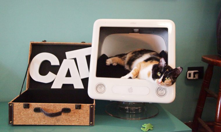 Neko Cafè: accarezzare un gatto seduti al bistrot