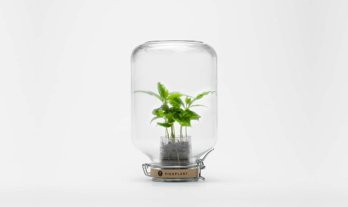 Pikaplant Jar (69,99 euro)
