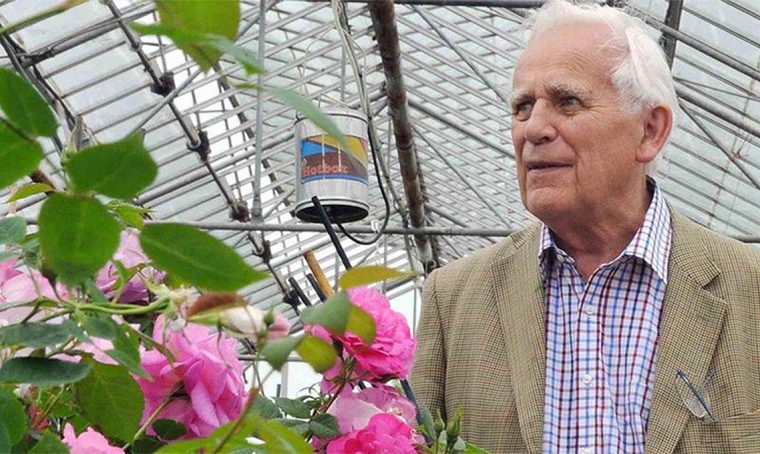 Addio a David Austin, padre delle rose inglesi