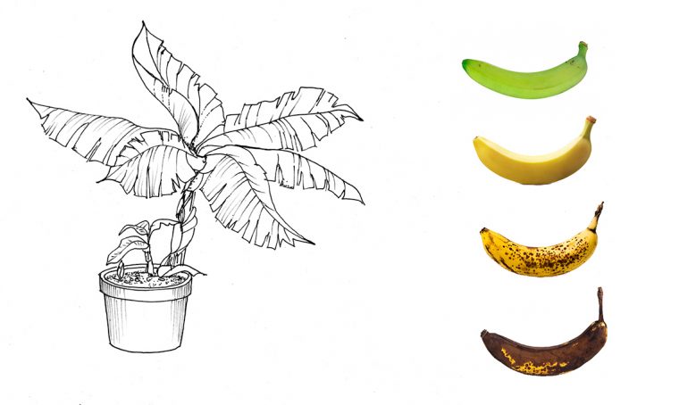Il banano fai-da-te: come farlo crescere dai semi