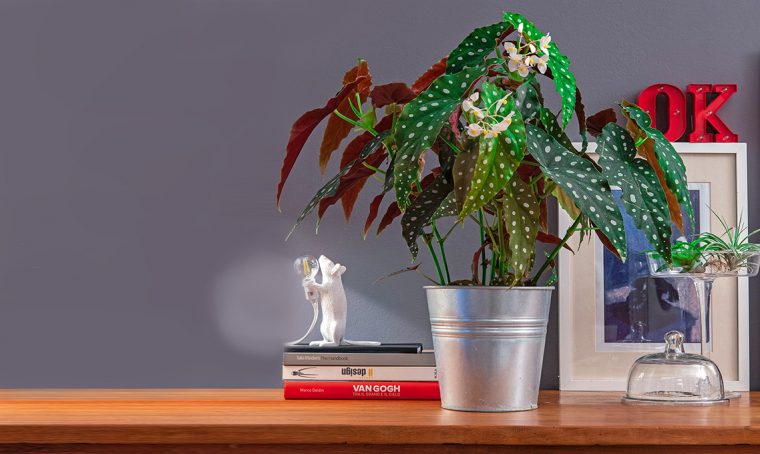 Begonia maculata: come curarla e coltivarla