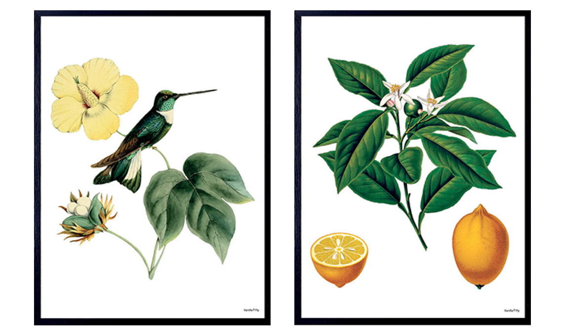 poster botanici