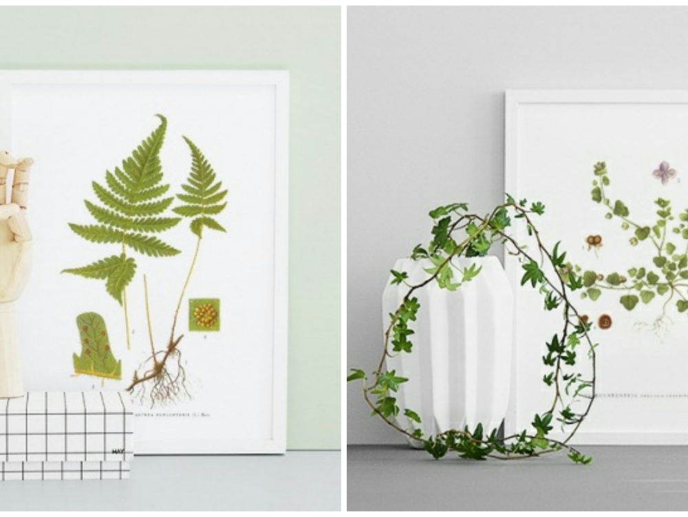Decorare gli ambienti con le stampe botaniche