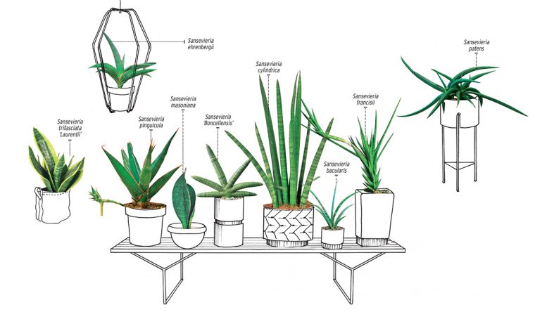 Sansevieria detta ‘lingua di suocera’