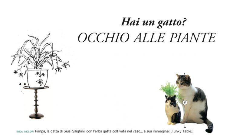 Le piante giuste da coltivare se hai un gatto