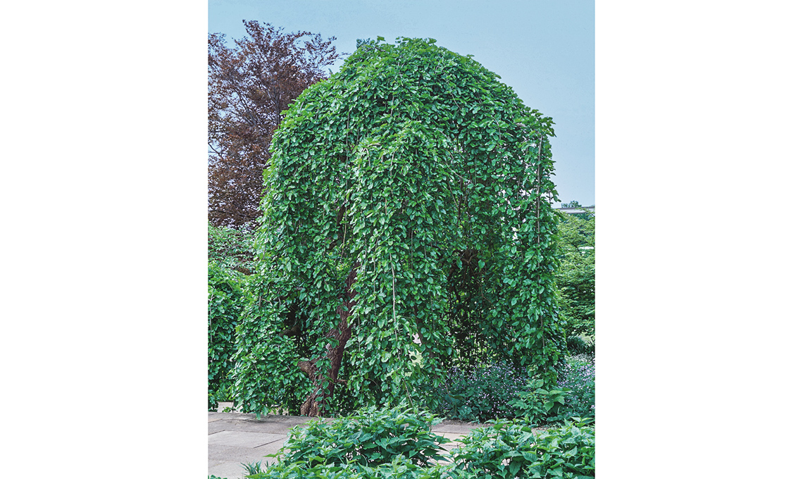 Morus alba Pendula gelso