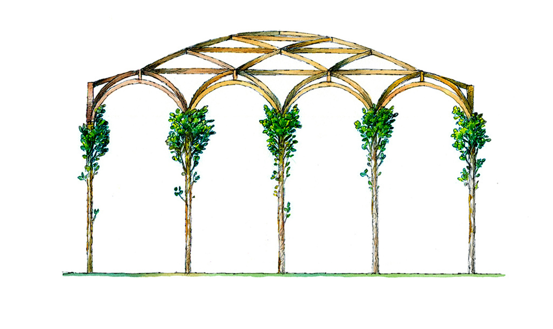 Morus alba Pendula gelso pergola leonardo