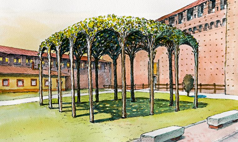 Morus alba Pendula gelso pergola leonardo