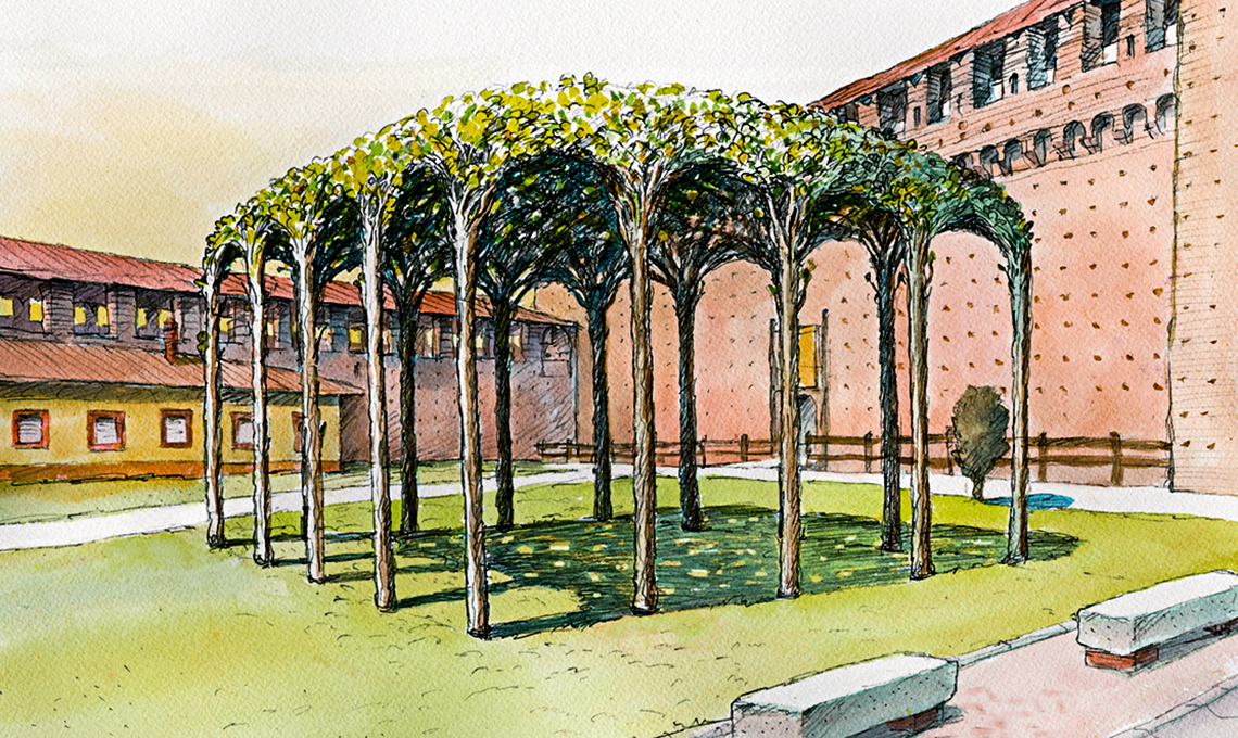 Morus alba Pendula gelso pergola leonardo