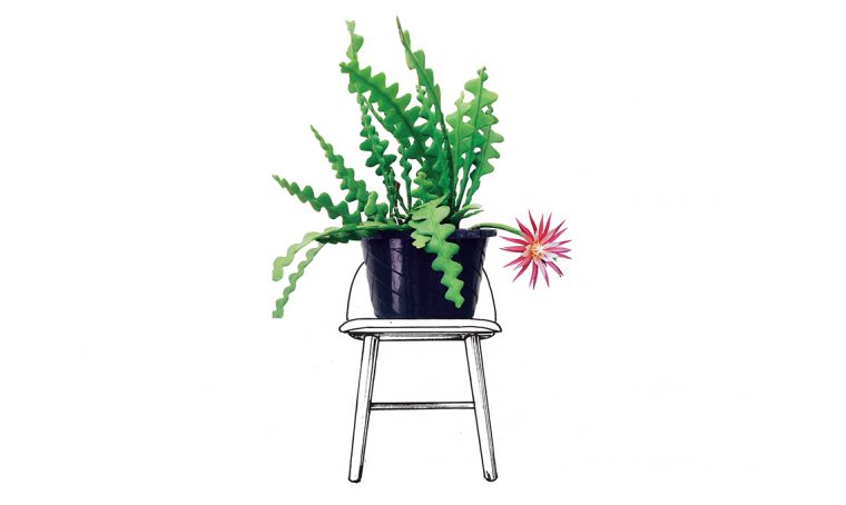 cactus zig zag
