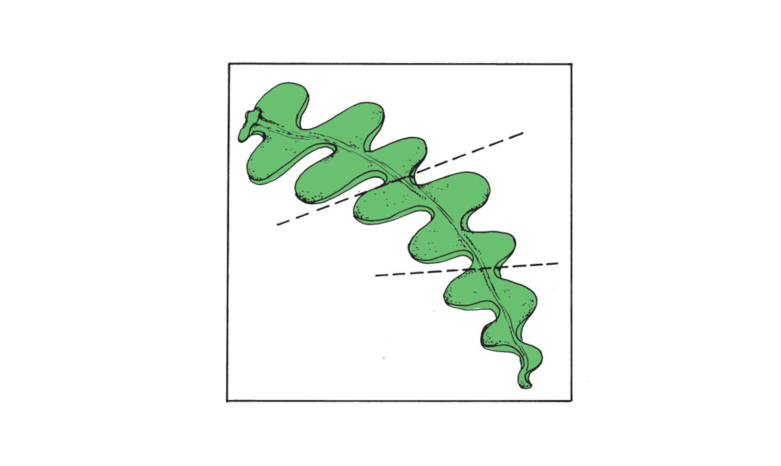 cactus zig zag