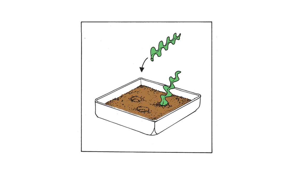 cactus zig zag