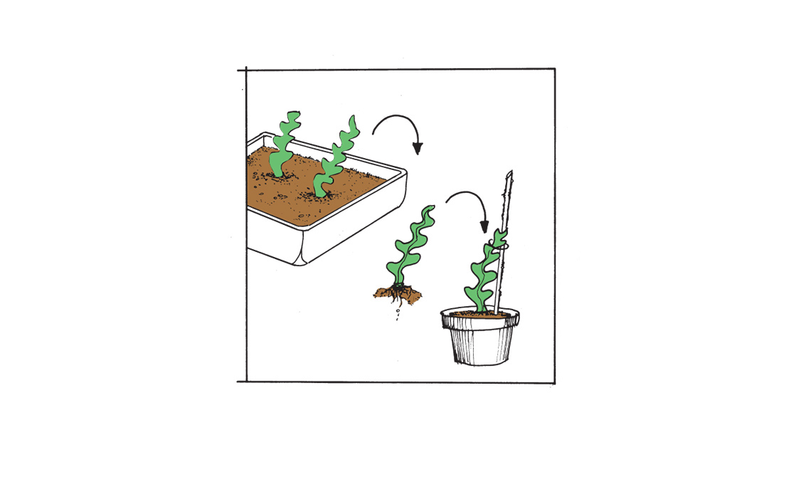 cactus zig zag